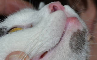 Эозинофильная гранулема у кошек как лечить