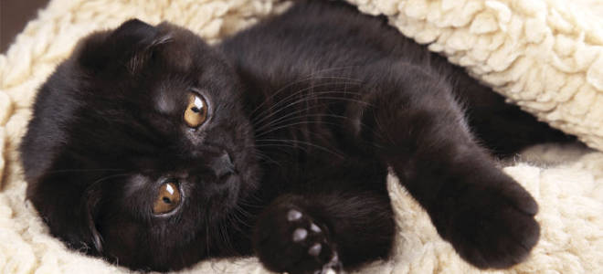 Болезни котов британцев вислоухих мальчиков