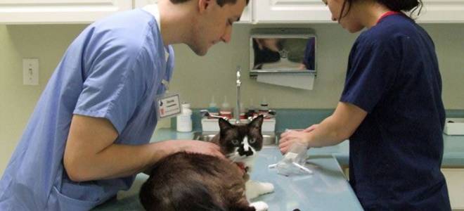 Кот после кастрации уход за раной