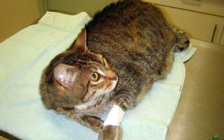 Лечение переломов у кота