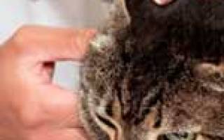 Ушная гематома у кошек лечение