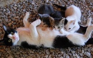Чем лечить мастит у нерожавшей кошки