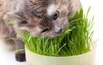 Лечение котов травами