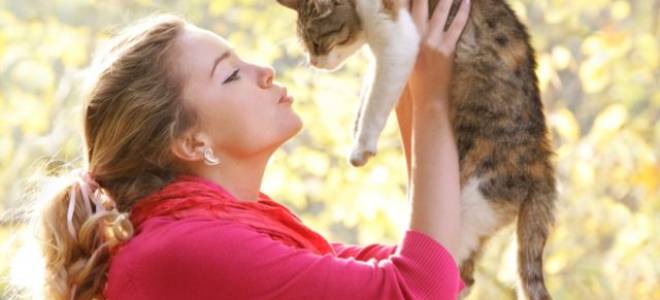 У кота воспалены десны как лечить