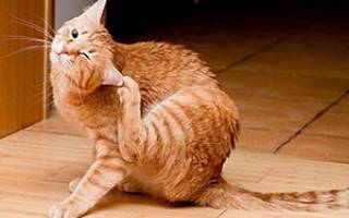 Атопический дерматит у кошки схема лечения