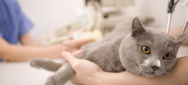 Гиперпаратиреоз у кошек лечение