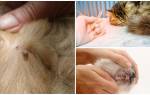 Пироплазмоз у кошек лечение