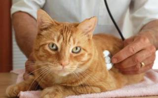 Лечение панкреатита у кошек