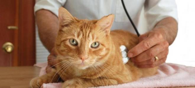 Лечение панкреатита у кошек