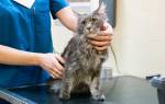 Воспаление параанальных желез у кота лечение