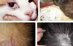 Лечение ювенальной формы демодекоз у кошек