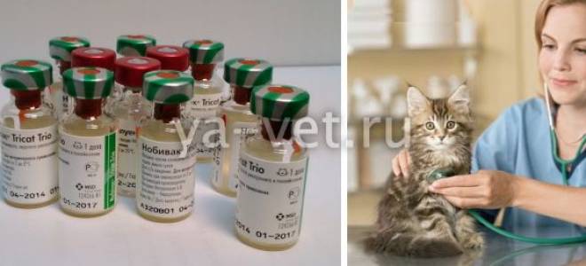 От каких болезней делают прививки кошкам
