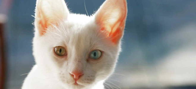 Энтерит у кота лечение