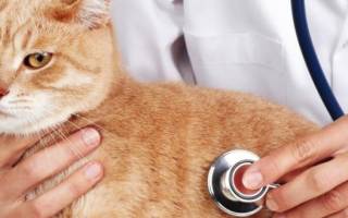 Насморк у котов симптомы и лечение