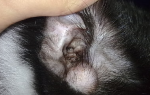 Чернота в ушах у кошек лечение