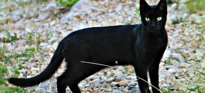 Стафилококк у кошек симптомы лечение