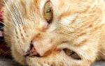 Лечение гепатоза у кошек