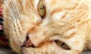 Лечение гепатоза у кошек